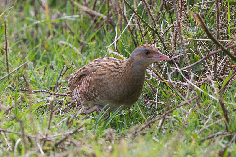 File:Crex crex, Beachy Head 3.jpg