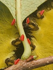 Caterpillar