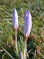 Crocus etruscus first flowers