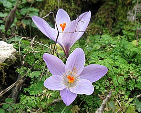 Crocus sieberi sublimis