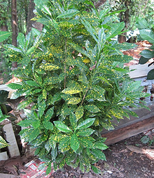 File:Croton - ക്രോട്ടൻ 02.JPG