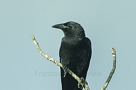 Cuban Crow.jpg