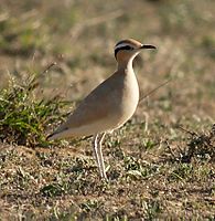 Lista Das Aves De Galicia