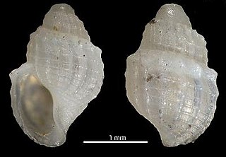 <i>Curtitoma contraria</i> species of mollusc