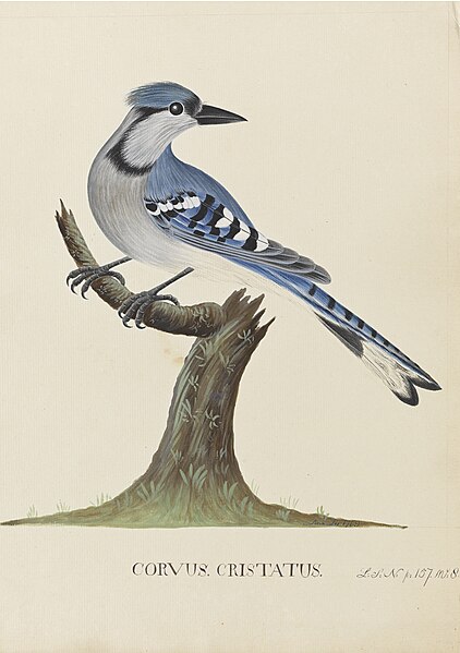 File:Cyanocitta cristata (Linnaeus) blue jay - Ann Lee - 107-1973-19.jpg