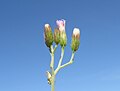 Cyanthillium cinereum flowerhead12 DC - Flickr - Macleay Grass Man.jpg