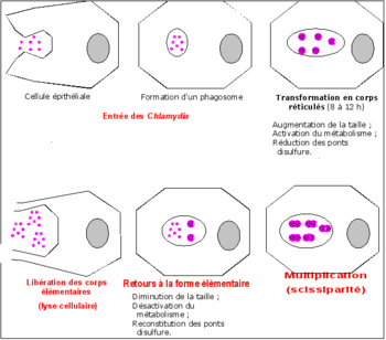 Figure 1 : Cycle de développement des chlamydies.