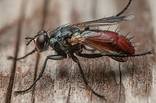 <i>Cylindromyia bicolor</i> Species of fly