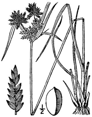 <i>Cyperus houghtonii</i> Species of sedge