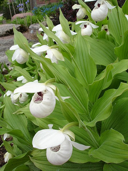 File:Cypripedium reginae1b.UME.jpg