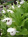 Cypripedium 'Ulla Silkens' Cypripedium reginae × Cypripedium flavum