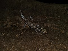 Description de l'image Cyrtodactylus doisuthep 250702777.jpg.