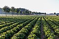 * Nomination Strawberry Field in the hamlet Dernekamp, Kirchspiel, Dülmen, North Rhine-Westphalia, Germany --XRay 03:36, 10 June 2015 (UTC) * Decline Significantly blown out sky and some blown out highlights in the plants as well. Although an attempt has been made to increase depth of field by stopping down to f/11, objects in the distance still appear very soft. Recommend using a hyperfocal distance instead to get as much in focus as possible. Dllu 09:40, 15 June 2015 (UTC)