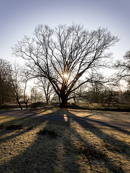 File:Dülmen, Wildpark, Baum am Herzteich -- 2022 -- 0365-7.jpg