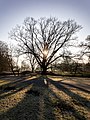 * Nomination Tree (red oak) and bridge at the Herzteich in the wildlife park in Dülmen, North Rhine-Westphalia, Germany --XRay 05:56, 12 March 2022 (UTC) * Promotion  Support Good quality -- Johann Jaritz 05:59, 12 March 2022 (UTC)