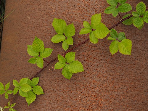 Blackberry vine on rusted steel wall