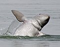 DKoehl Irrawaddi Dolphin jumping.jpg