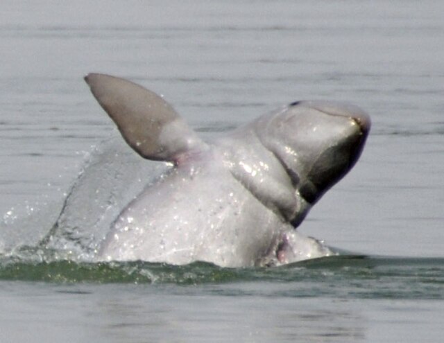 Closeup of an Irrawaddy dolphin jumping in the Mekong River