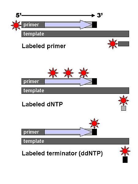 File:DNA Sequencin 3 labeling methods.jpg