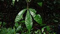 Feuille de Raputia aromatica (face supérieure).