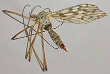 Dactylolabis sexmaculata, Cader Idris, North Wales, June 2014 2 (22820347534).jpg