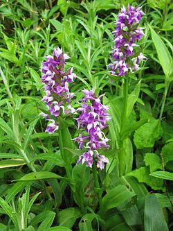 Dactylorhiza aristata 1.JPG