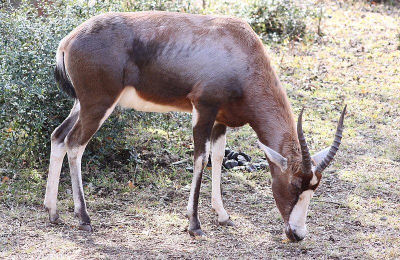 File:Damaliscus pygargus.jpg