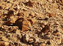 Ibexes are effectively flattened by countershading, making them nearly invisible against a desert background. There are three in the image. Darga117.JPG