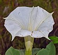 * Nomination Downy thorn apple (Datura inoxia), Rouge National Urban Park, Canada. --The Cosmonaut 02:12, 19 April 2024 (UTC) * Promotion  Support Good quality. --Johann Jaritz 04:20, 19 April 2024 (UTC)