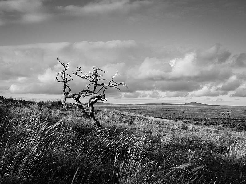 File:Dead Hawthorn (48390672082).jpg