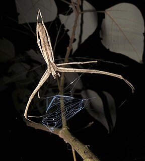 Deinopidae Family of spiders