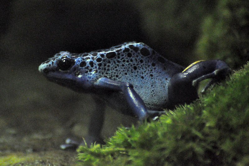 File:Dendrobates azureus 2010.JPG