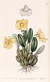 Dendrobium jenkinsii plate 37 in: Edwards's Bot. Register (Orchidaceae), vol. 25, (1839)