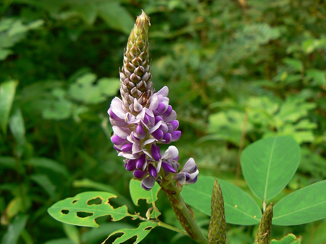 Desmodium