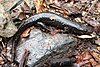 A blackbelly salamander