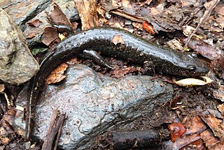 Blackbelly salamander species of amphibian