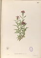 Flora de Filipinas (ca. 1880)