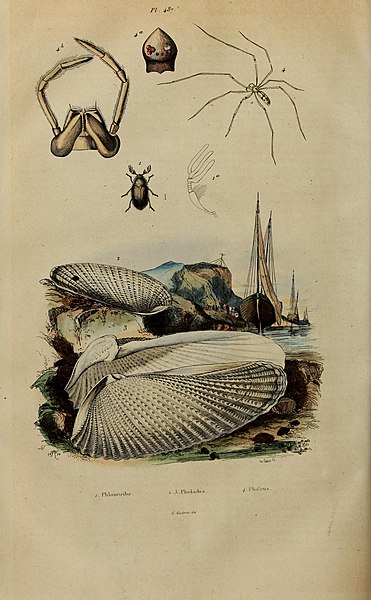 File:Dictionnaire pittoresque d'histoire naturelle et des phénomènes de la nature (1838) (14594538748).jpg