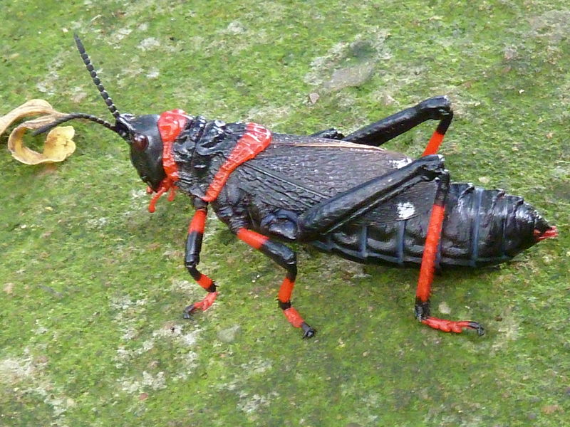 File:Dictyophorus spumans, k, Walter Sisulu NBT.jpg