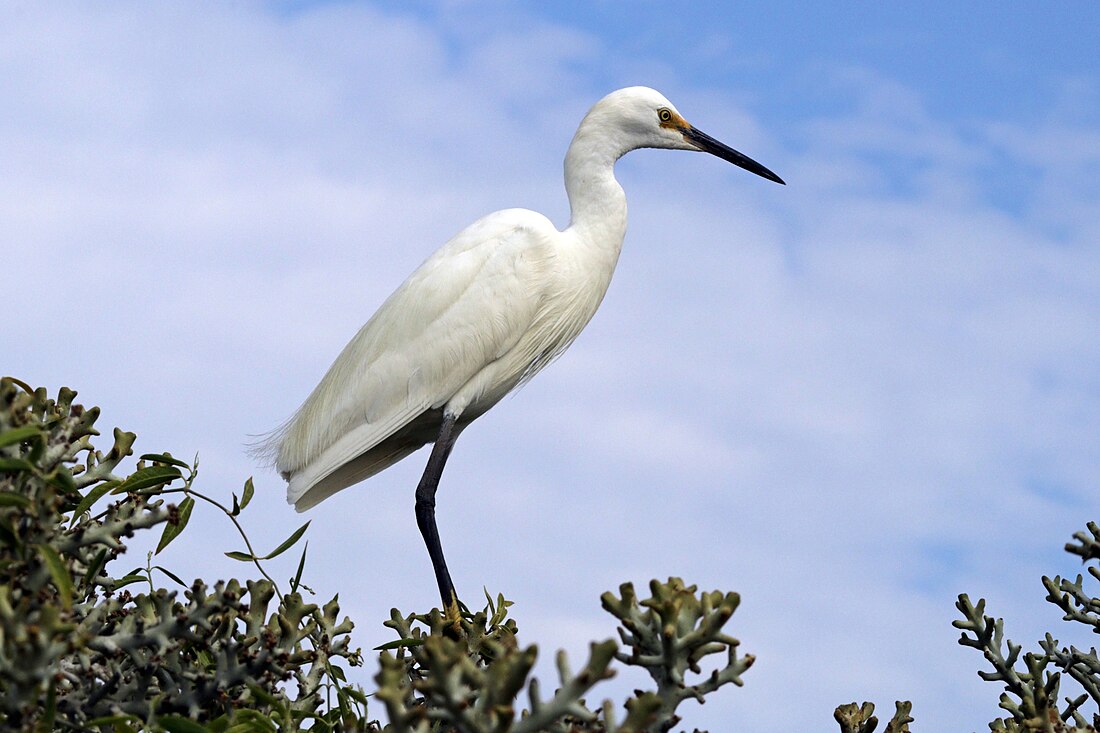 Egretta dimorpha