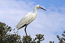 Диморфна бяла чапла (Egretta dimorpha) бяла морфа.jpg