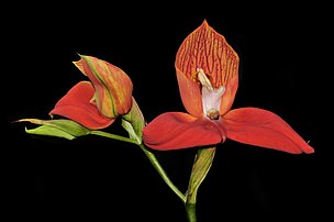 Disa uniflora, une espèce d'orchidées sud-africaine, au Berggarten d'Hanovre. (définition réelle 4 288 × 2 848)