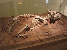 Simulare de descoperire a site-ului Auroraceratops rugosus.JPG
