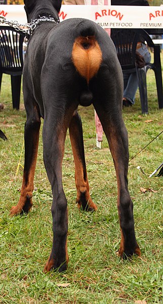 File:Dobermann rozstaw tylnych konczyn rybnik kamien pl.jpg