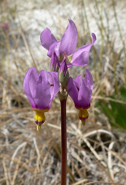 File:Dodecatheon pulchellum 2.jpg