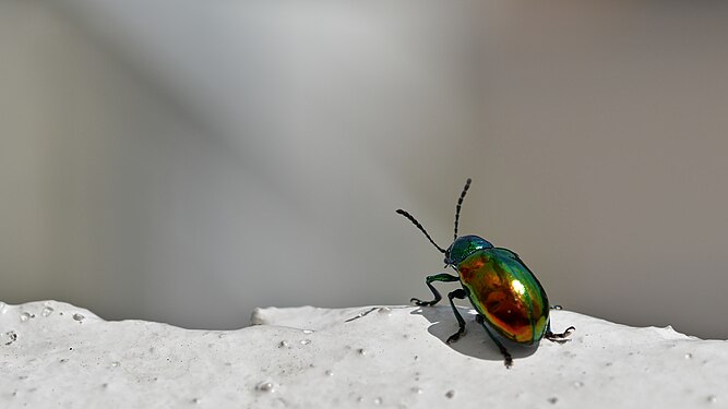 Beetle (Coleoptera)