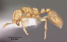 Dolopomyrmex pilatus casent0102679 профил 1.jpg