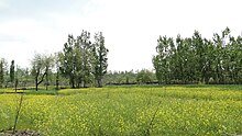 Mustard fields at Doodhpathri. Mustard oil has been a very important part of Kashmiri cooking since it replaced walnut oil. Doodhpathri - Mustard fields on the way southwest Jammu Kashmir India.jpg