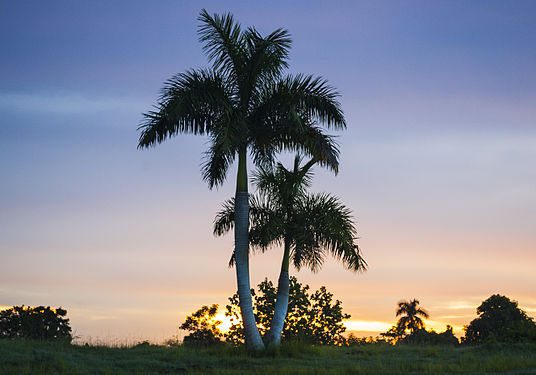 A long and a short Palms in a Dawn.