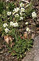 Draba magellanica